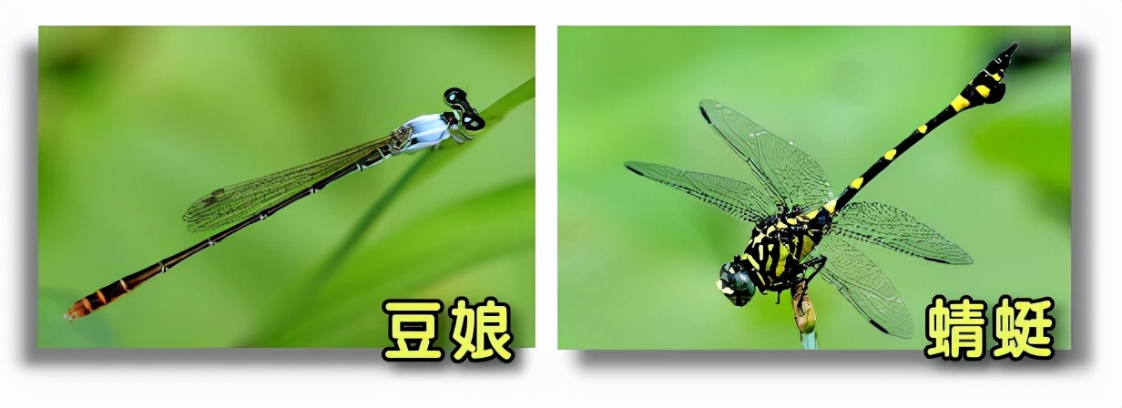 多少（shǎo）人（rén）把它當做蜻蜓？90%的人分不清