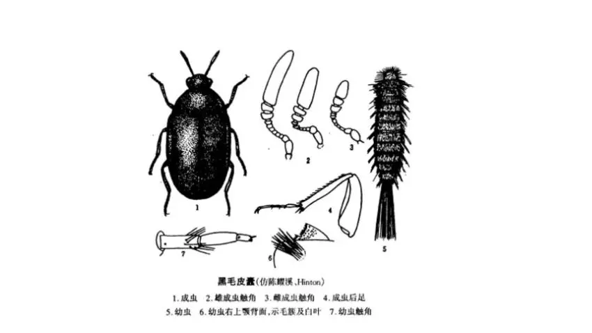 家裏總出現這種（zhǒng）黑色（sè）硬殼小蟲子，為什麽？