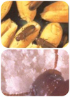 倉儲害蟲圖（tú）片2