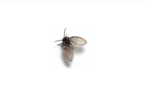 衛(wèi)生間的不知名小飛(fēi)蟲(chóng) 家(jiā)裏有(yǒu)蛾蠓怎麽殺?