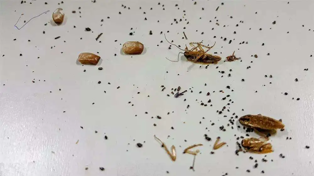 避免(miǎn)蟑螂半夜爬你床,4個要點迅速判斷屋內有沒有小強