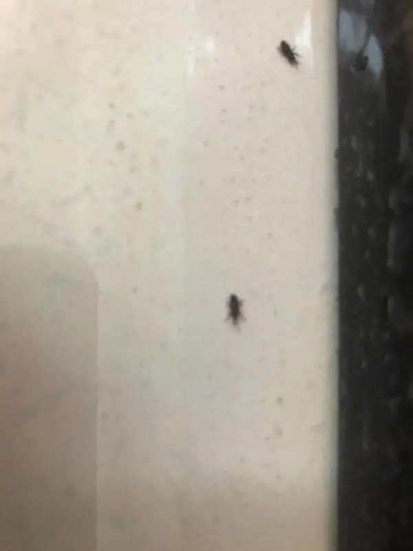 避免蟑螂半夜爬你床,4個要點迅速判(pàn)斷屋內有沒(méi)有小(xiǎo)強
