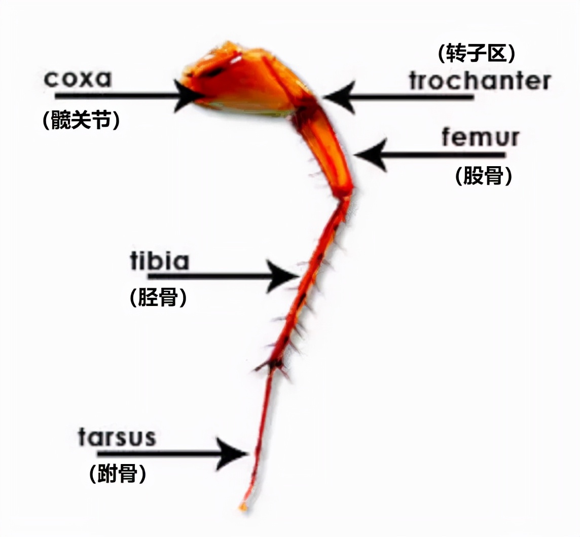 樓層這(zhè)麽高,為什麽蟑螂仍能飛簷走壁,寄居室內?