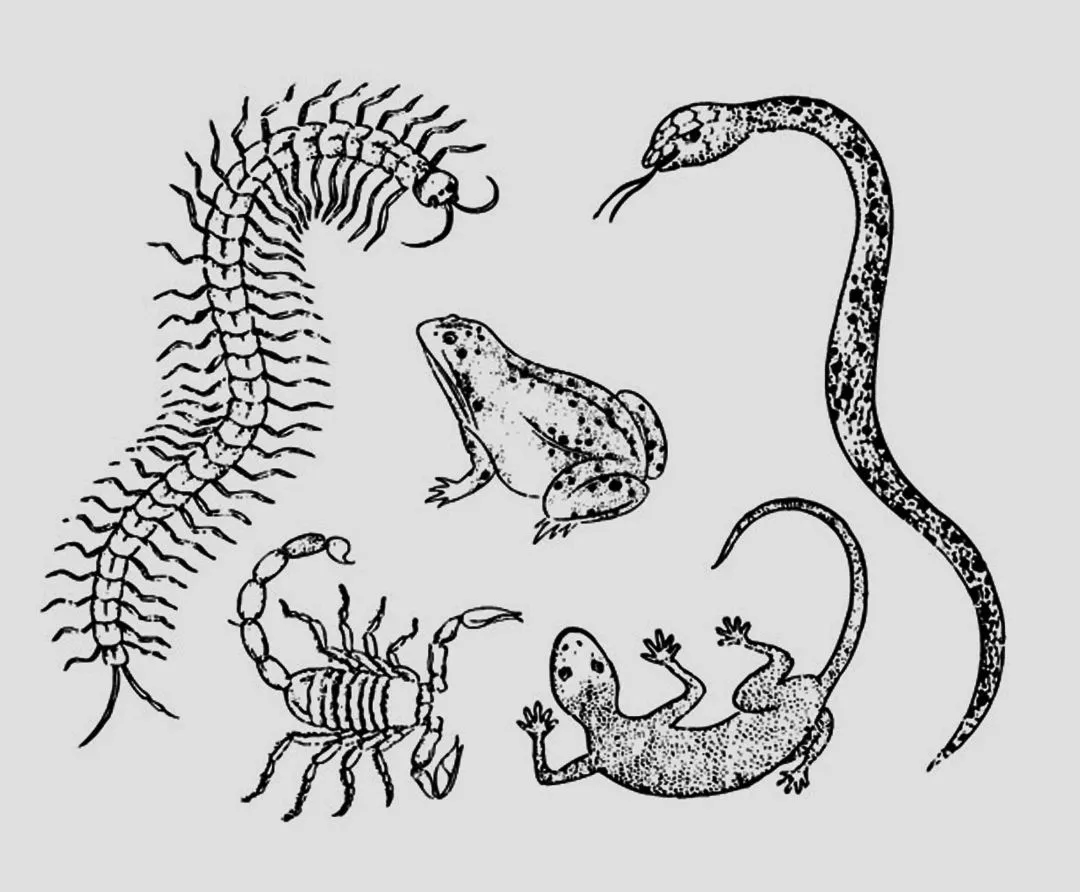 壁虎為（wéi）何被古人稱（chēng）為“五毒”之一？原來是它“深藏不露”