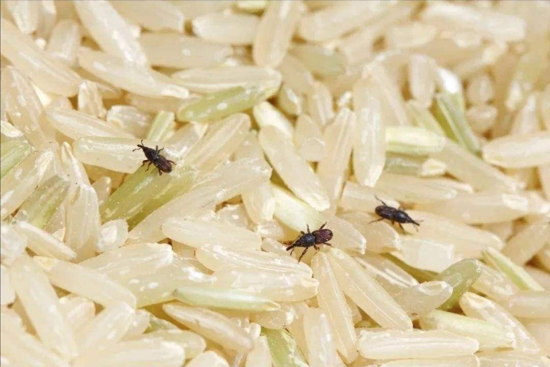 米和麵為什麽會無（wú）緣無故長蟲？其實你（nǐ）吃的飯都可能含有蟲卵