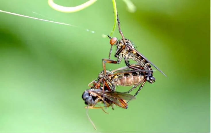 看著像個大蒼蠅（yíng），其實不是大蒼蠅（yíng），空戰之王食蟲虻