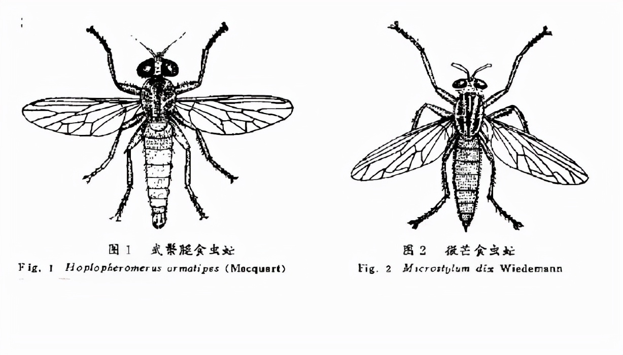 看著像個大蒼蠅，其實不（bú）是大蒼蠅，空戰之王食蟲虻