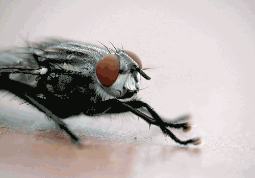 蒼蠅為（wéi）什麽要把頭（tóu）擰下來玩？無（wú）頭（tóu）蒼蠅為什麽還能存活？