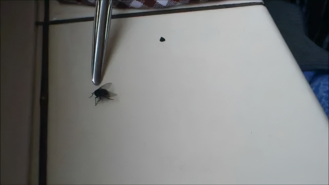蒼蠅為什麽要（yào）把頭擰下來玩？無頭蒼蠅為什麽還能存活（huó）？